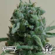 Kalashnikov Seeds White Widow 47